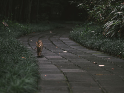 猫-喵星人-流浪猫-狸花猫-野猫 图片素材