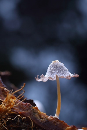 微距-蘑菇-蘑菇-菌菇-菌类 图片素材