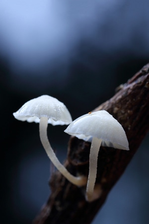 微距-蘑菇-蘑菇-菌菇-菌类 图片素材