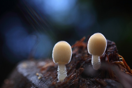 蘑菇-微距-蘑菇-伞菌-担子菌 图片素材