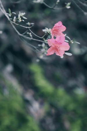 风光-大自然-花-花朵-红花 图片素材