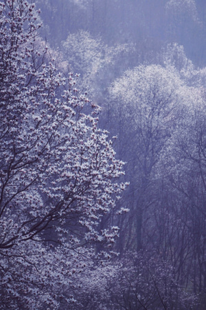 大自然-春天-风景-树-树林 图片素材