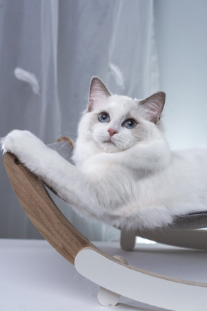 布偶猫-七工匠-猫-萌宠-猫 图片素材