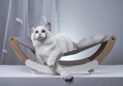 布偶猫-七工匠-猫-萌宠-猫 图片素材