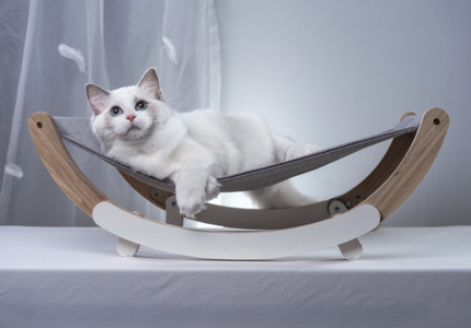 布偶猫-七工匠-猫-萌宠-布偶猫 图片素材