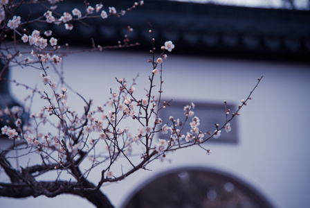 雨水-梅花-春天-二十四节气-花卉 图片素材