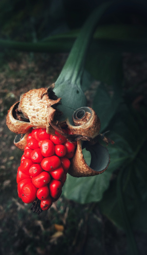 手机-芋儿果实-芋儿果实-果实-芋头果实 图片素材