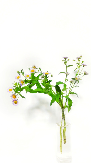 身边的美-生活情趣-野花-静物-插花 图片素材