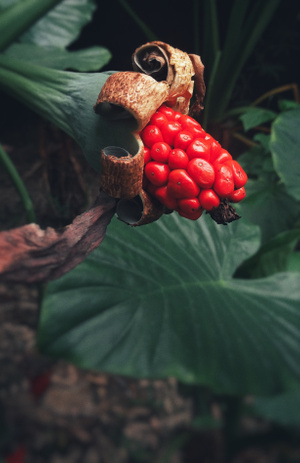 手机-芋儿果实-芋儿果实-果实-芋头果实 图片素材