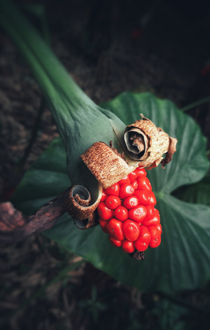手机-芋儿果实-芋儿果实-果实-芋头果实 图片素材