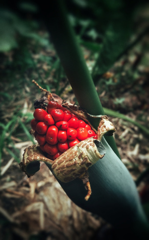 手机-芋儿果实-芋儿果实-果实-芋头果实 图片素材