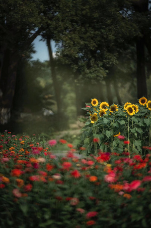 向日葵-情侣园-花-花园-植物 图片素材
