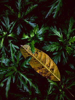 花卉-静物-植物-手机-枯叶 图片素材