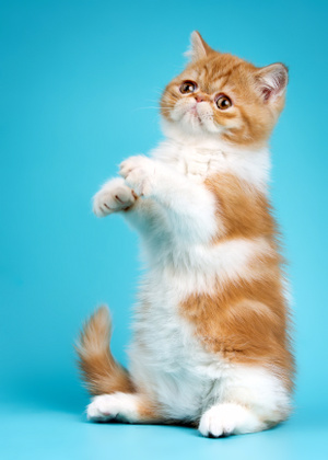 加菲猫-猫-猫-加菲猫-小猫 图片素材