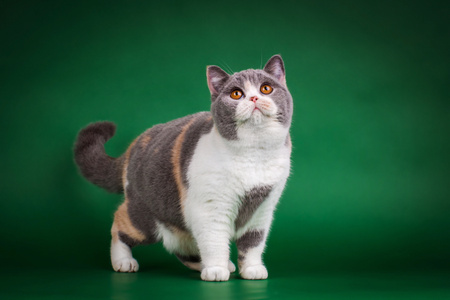 宠物摄影-加菲猫-猫-小猫-猫咪 图片素材