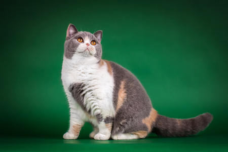 宠物摄影-加菲猫-猫-小猫-猫咪 图片素材