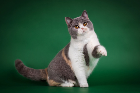 宠物摄影-加菲猫-猫-小猫-猫咪 图片素材