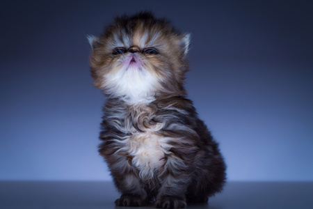 猫-加菲猫-猫-加菲猫-小猫 图片素材