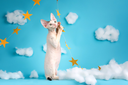 宠物摄影-猫-猫-小猫-猫咪 图片素材