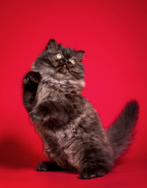 宠物摄影-猫-加菲猫-猫-加菲猫 图片素材