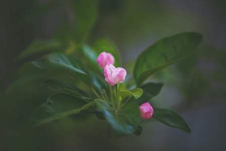 西安-花花草草-树-后期-海棠花 图片素材