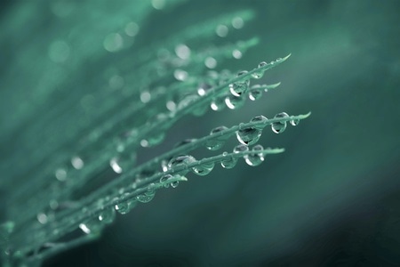夏至-梅雨-潮湿-二十四节气-绿植 图片素材