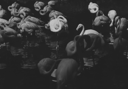 haida滤镜签约-我要上封面-佳能-黑白-动物园 图片素材