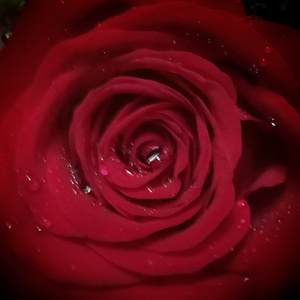 南昌市-植物-华为-手机摄影-玫瑰 图片素材