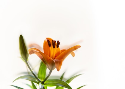 花-花瓣-自然美-百合-花 图片素材