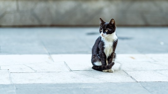 喵星人-动物-流浪猫-喵星人-猫 图片素材