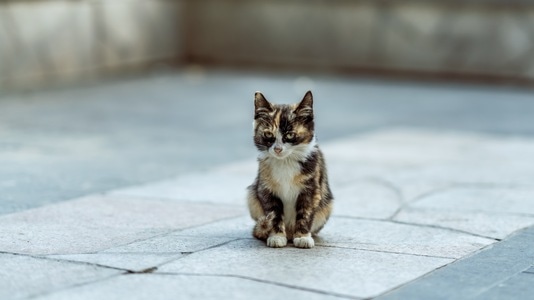 喵星人-动物-流浪猫-猫-喵星人 图片素材
