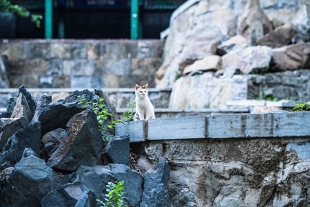 喵星人-动物-流浪猫-猫-猫咪 图片素材