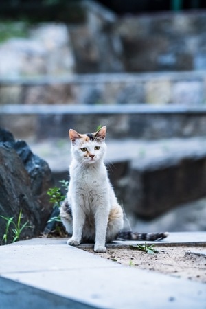 喵星人-动物-流浪猫-猫-猫咪 图片素材