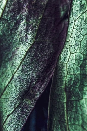 手机摄影-iphone-色彩-植物-绿叶 图片素材