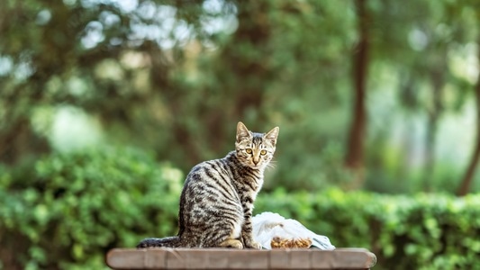 喵星人-动物-流浪猫-喵星人-猫 图片素材