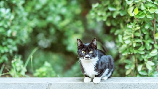 喵星人-动物-流浪猫-喵星人-猫 图片素材