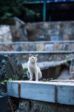 喵星人-动物-流浪猫-喵星人-猫 图片素材