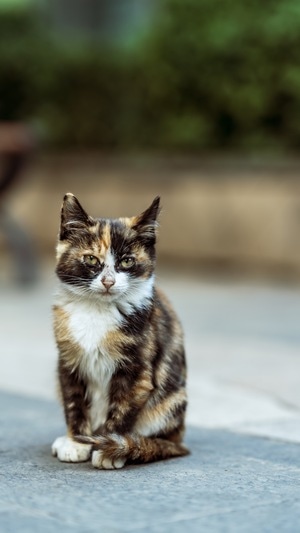 喵星人-动物-流浪猫-猫-喵星人 图片素材