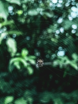 手机摄影-iphone-动物-自然-蜘蛛 图片素材
