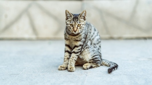 喵星人-动物-流浪猫-喵星人-猫 图片素材