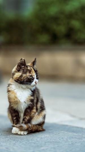 喵星人-动物-流浪猫-猫-喵星人 图片素材