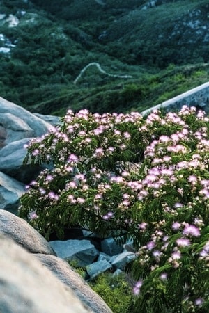 自然-风景-花-花卉-花朵 图片素材