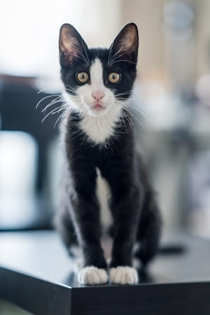 萌宠-喵星人-oreo-猫-猫咪 图片素材