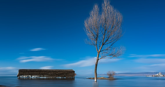 风光-青海湖-随拍-树-树木 图片素材