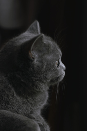 生活记录-猫咪-图蓝丹-八月末-猫咪 图片素材