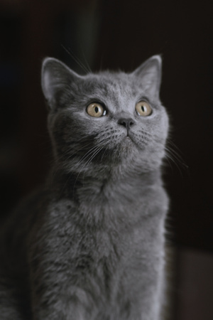 生活记录-猫咪-图蓝丹-八月末-猫咪 图片素材