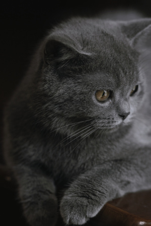 生活记录-猫咪-图蓝丹-八月末-猫咪 图片素材