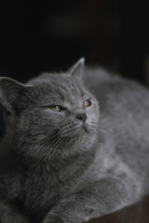 生活记录-猫咪-图蓝丹-八月末-猫 图片素材