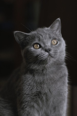 生活记录-猫咪-图蓝丹-八月末-猫咪 图片素材
