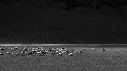 高原-西藏-风光-地貌-放牧 图片素材